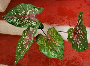 Caladium Biclor Plant🌵&amp; Pot