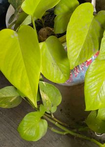 Money Plant