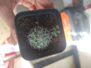 Small Barrel Cactus