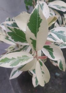 Four Plants  Combo