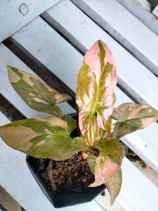 Beautiful Patterns On Leaves Plants Combo.