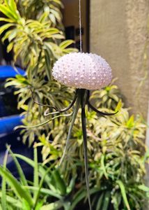 Urchin Shells - Rare