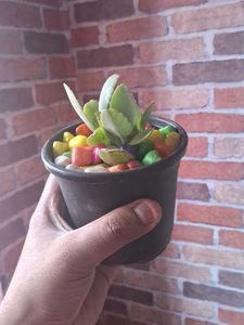 Adorable Potted Succulent with Colorful Stones