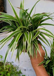 Set 3 Chlorophytum laxum &amp; Turtle Plants