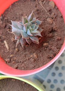Set Of 4 Succulent (Without Pot)