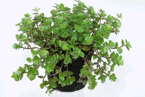 Callisia Repens / Creeping Inchplant / Turtle Vine