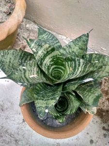 Sansevieria “Hahnii” Birds Nest Dwarf Snake Plant