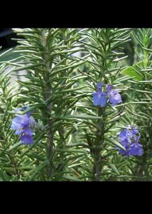Rosemary Live Plant