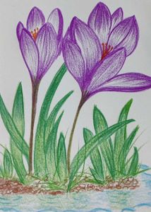 Floral Sketch (Drawing/Painting)
