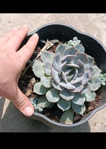 Matured Succulent