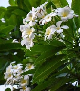Champa Plant Cutting Live