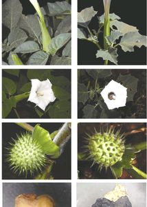 Datura Moon flower Seeds