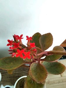 2 Kalaonchoe Plant With Pot