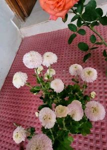 Set 2 Beautiful Gulab &amp; से Sewanti Plants