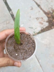 fresh organic aelovera plants
