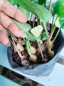 Mix Combo Plants