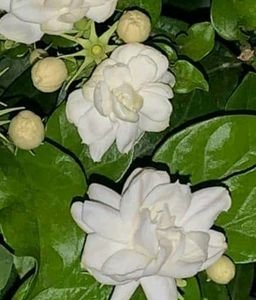 Rose Malli 4plant Combo