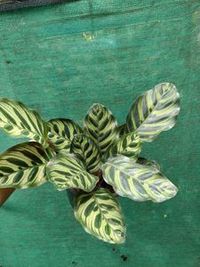 Peacock Plant