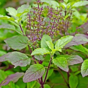 Combo of two Plant (Tulsi)And(Alovera) In One Pack