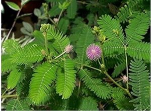 Touch Me Not Plant 1pcs