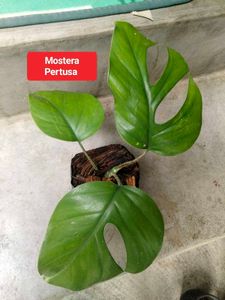 Mixed Indoor Plants
