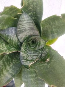 2 Plant Combo