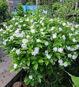 Gandharaj Flower Plant Pack Of 1