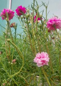 Miss 9 AM  , Portulaca, Purslene
