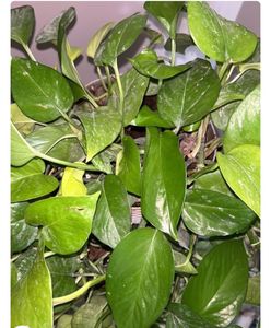 live plants for sale