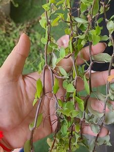Hanging Plant Without Pot