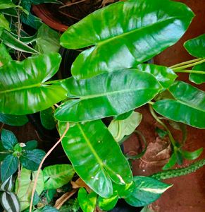 6 Plants