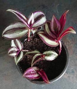 Beautiful hanging plant wandering jew