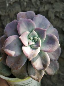 Graptoveria Purple Delight