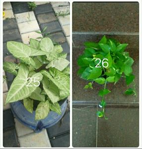 You Can Select 10 Live Root Plants
