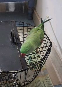 Vintage Bird Cage - Sturdy &amp; Unique