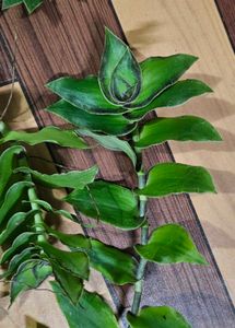 Basket Plant Cuttings - Set Of 5