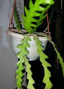 Ric Rac Cactus And Zz Plant