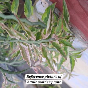 Pedilanthus Tithymaloides Rooted Plant