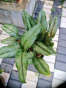 10 Live Root Plants