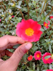 Vibrant Pink Portulaca Flowers