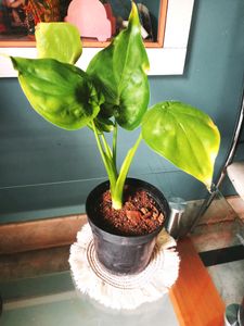 Indoor Plant Alocasia Cuculatta