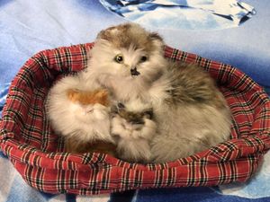 Soft Toys