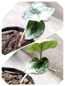 Available (Varities Of Pothos Combo)