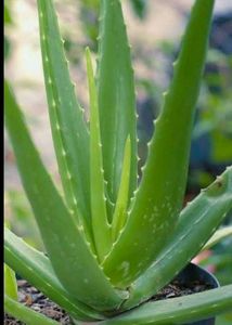 Aloevera Plant
