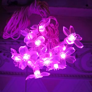 Pick Any Flower Blosson Light New