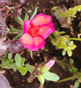 Portulaca 8 Colour