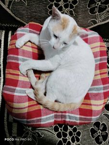 Red Plaid Pillow Pet Bed