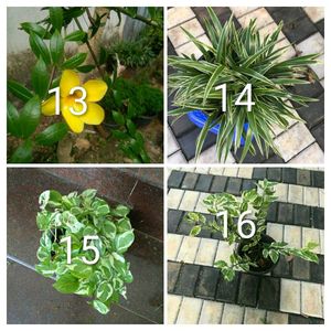 You Can Select 15 Live Root Plants