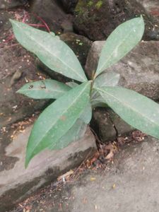Combo Of 2  Curry Leaves Or Jamun Plant