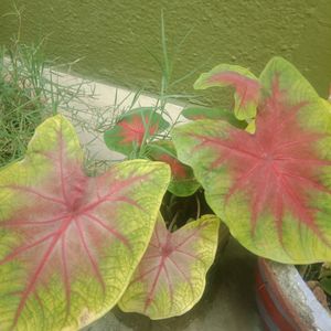 Caladium Plant